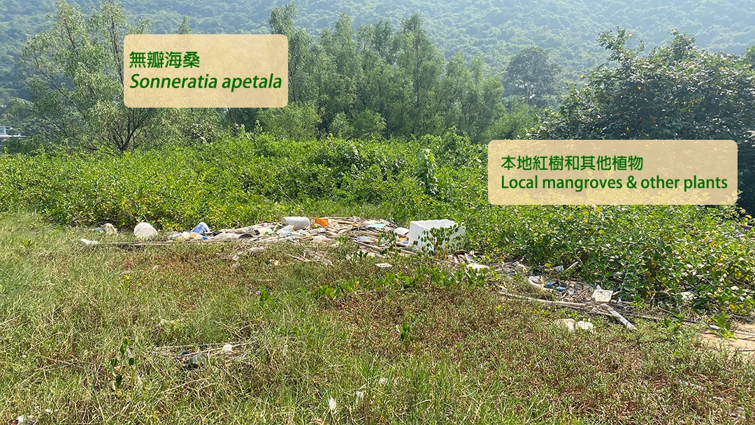 The grove of Sonneratia apetala is way taller than local mangroves and other plants, and rubbish is scattered around the area.