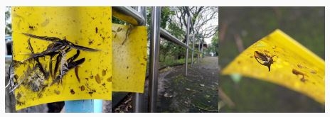 市區公園濫用殺蟲劑、黃紙（烏蠅紙）滅蟲